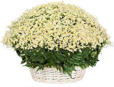 Цветочная композиция из Ромашки в корзине #REPLACE_PRED# Камышине